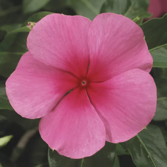 SunStorm® Rose With Eye