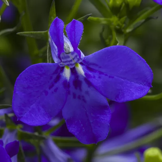 Techno® Cobalt Blue