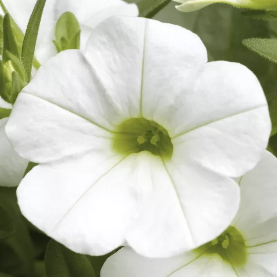 Callie® White