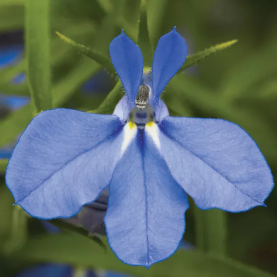 Techno® Electric Blue