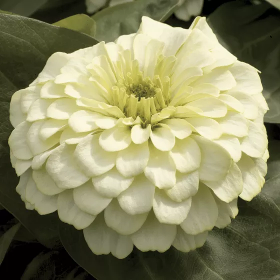 Magellan™ Ivory