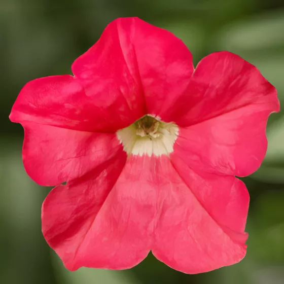 FlashForward™ Coral