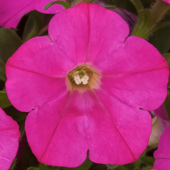 FlashForward™ Pink