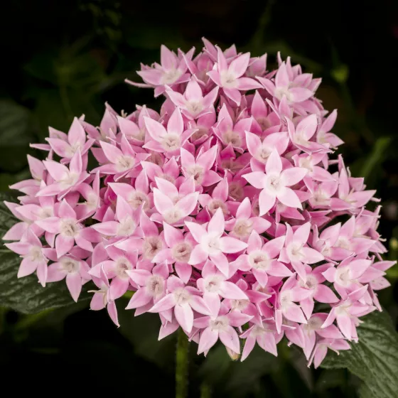 Starcluster™ Pink