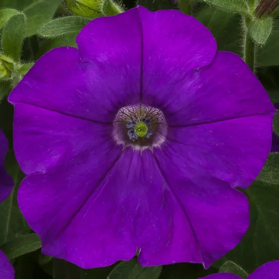 FlashForward™ Blue