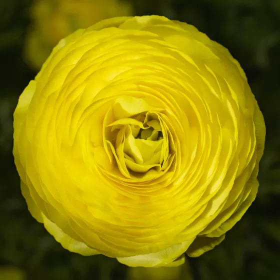 Magic™ Yellow