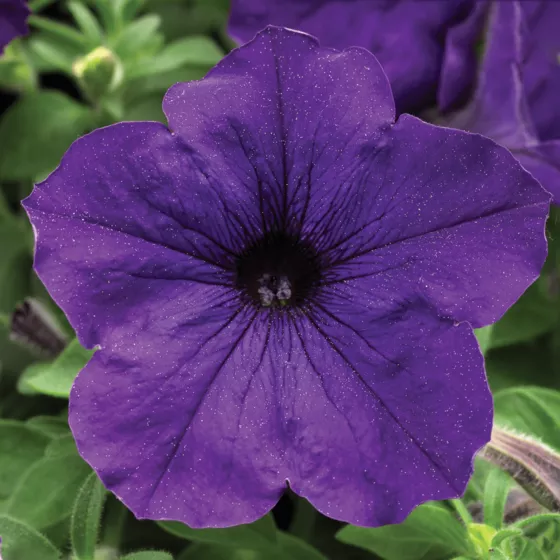 Sanguna® Blue