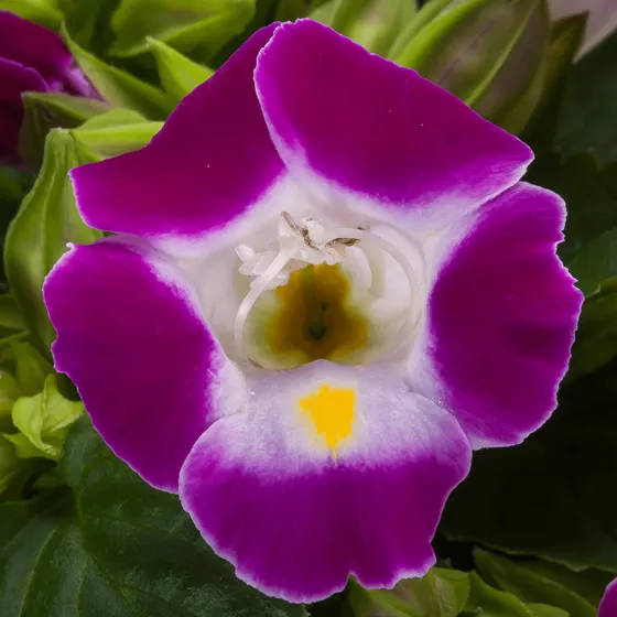 Hi-Lite™ Magenta