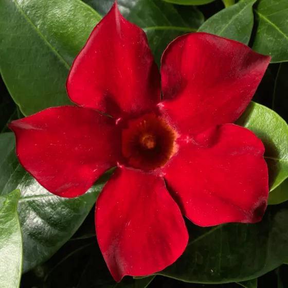 Madinia® Deep Red