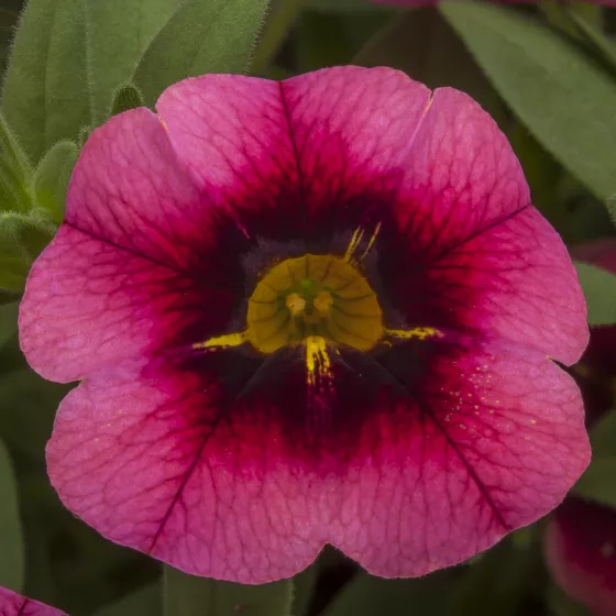 Callie® Eclipse Strawberry