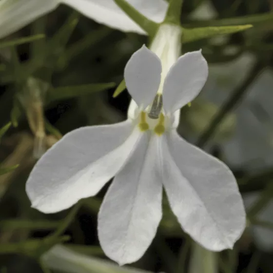 Techno® Upright White | Syngenta Flowers
