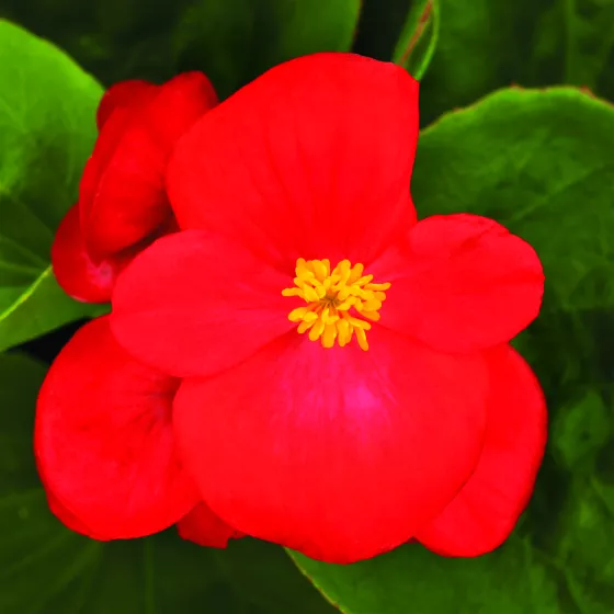 Bada Bing® Scarlet