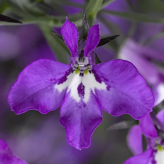 Techno® Violet