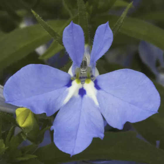 Techno® Light Blue