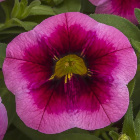 Cabrio™ Eclipse Strawberry