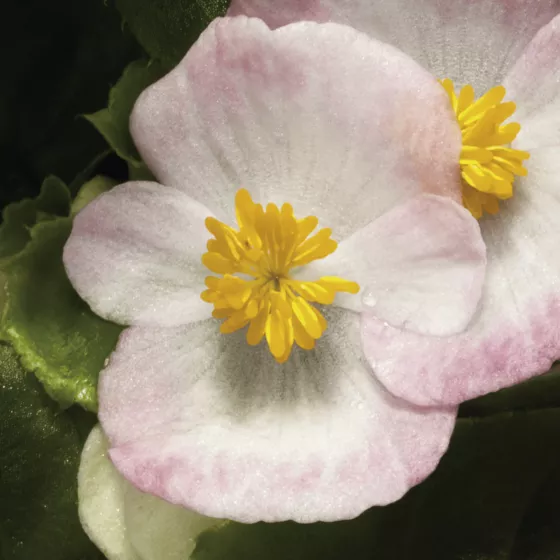 Bada Bing® Rose Bicolor