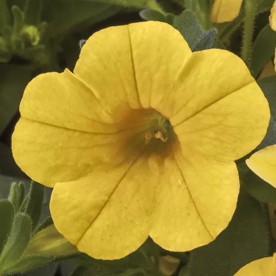 Cabrio™ Yellow