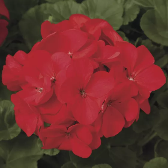 Maverick™ Red