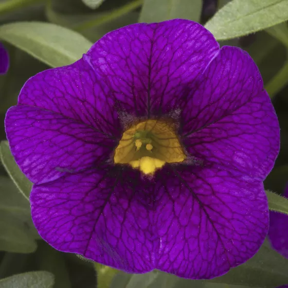 Cabrio™ Grape