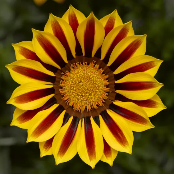 Big Kiss™ Yellow Flame