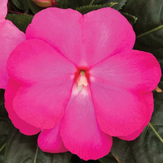 Super Sonic® Hot Pink