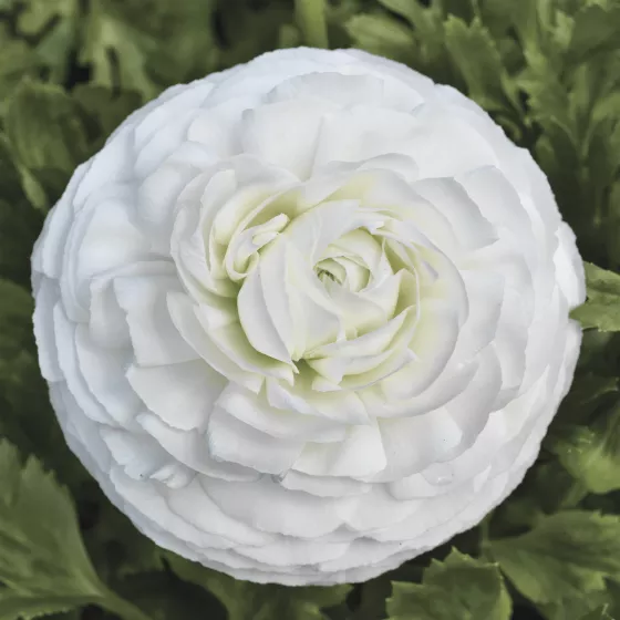 Maché™ White