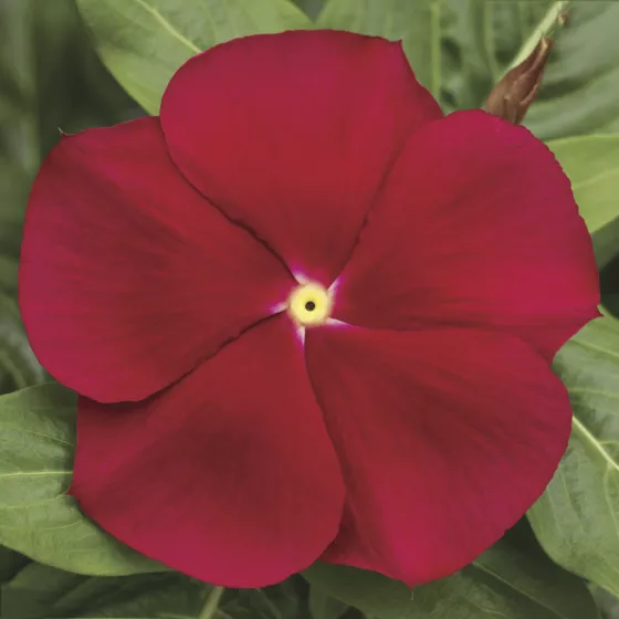 Cora® Classic Red