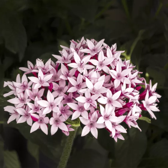 Starcluster™ Appleblossom