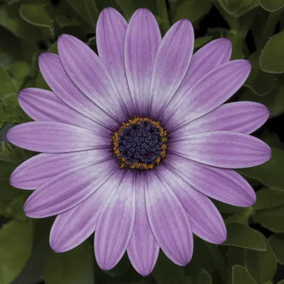 Asti™ Purple Bicolor