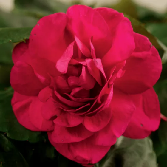 Silhouette® Purple