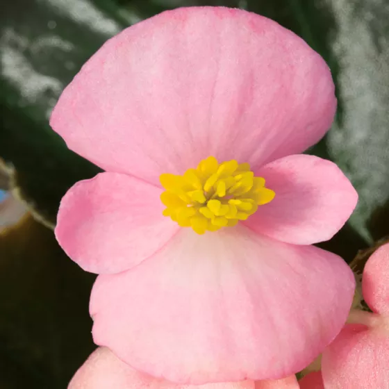 Eureka™ Bronze Leaf Pink