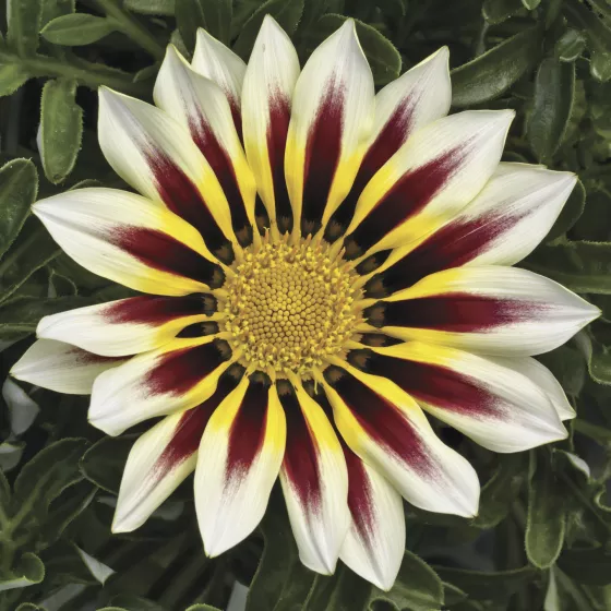Frosty Kiss™ White Flame