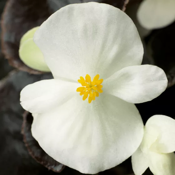 Eureka™ Bronze Leaf White