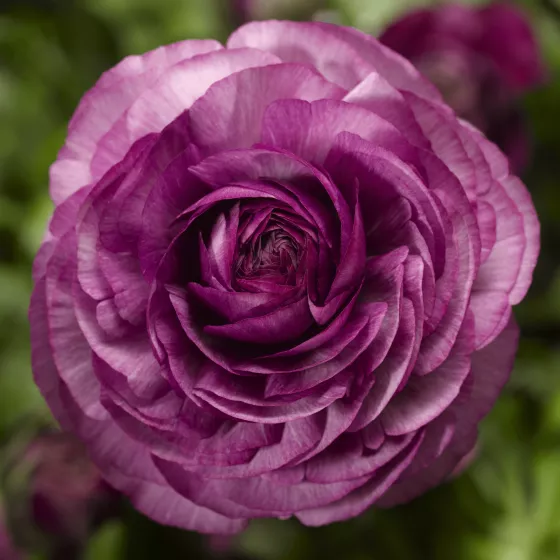 Magic™ Purple