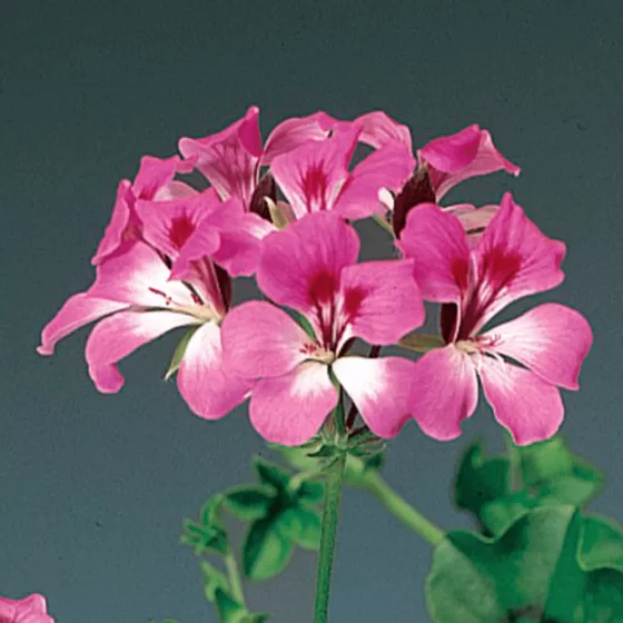 Tornado™ Bicolor Duet