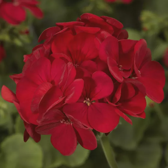 Multibloom™ Red