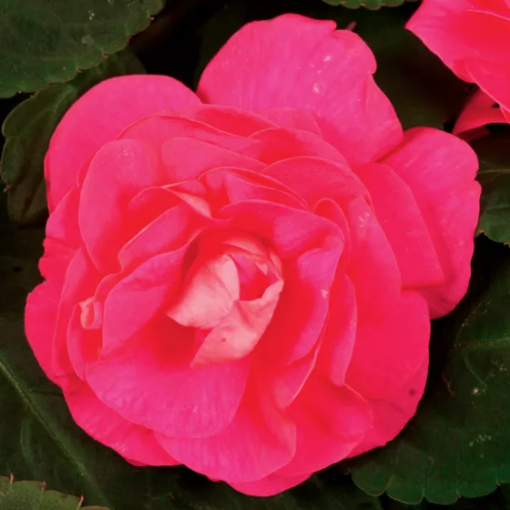 Silhouette® Rose