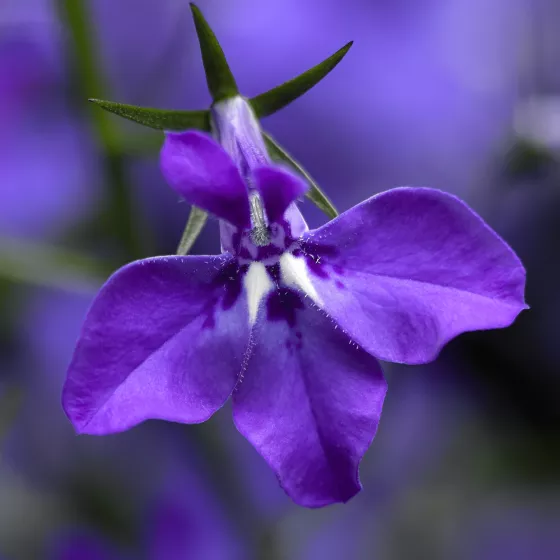 Techno® Large Blue Violet