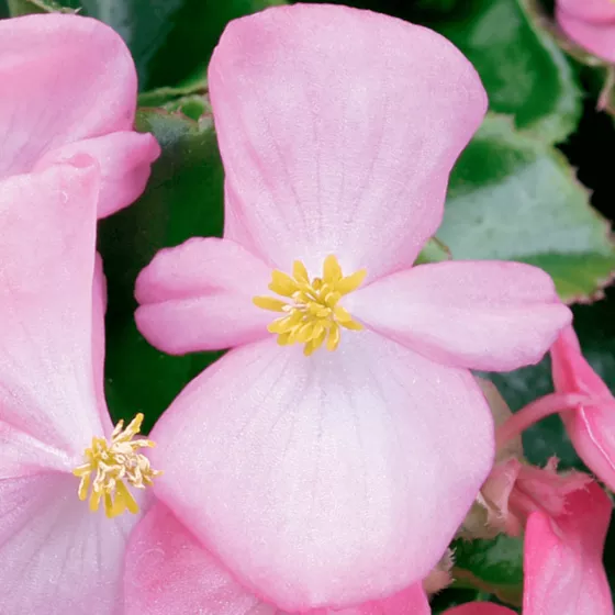 Eureka™ Green Leaf Pink