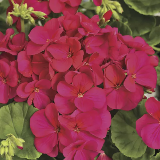 Multibloom™ Violet