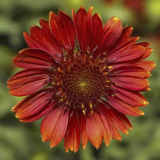 Sunrita® Burgundy