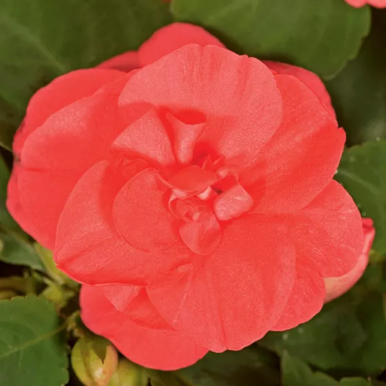Silhouette® Salmon