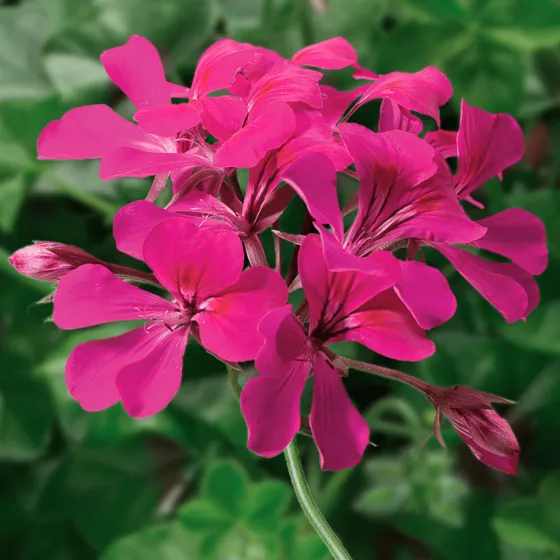 Tornado™ Fuchsia