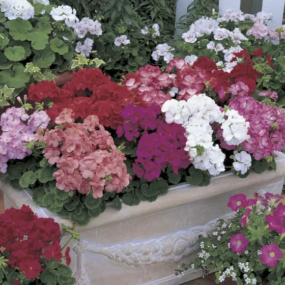 Multibloom™ Mix