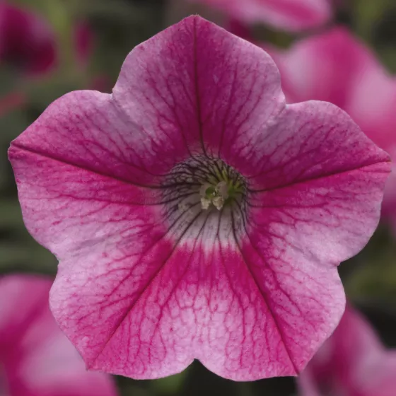 Dekko™ Star Rose