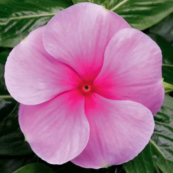 SunStorm® Blush