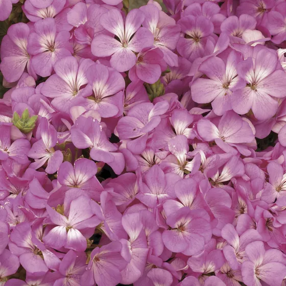 Multibloom™ Pink