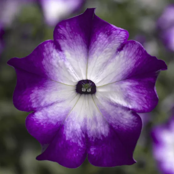 Sanguna® Radiant Blue