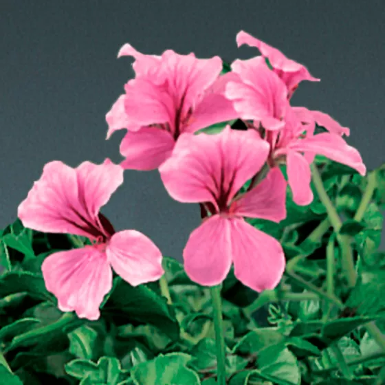 Tornado™ Pink