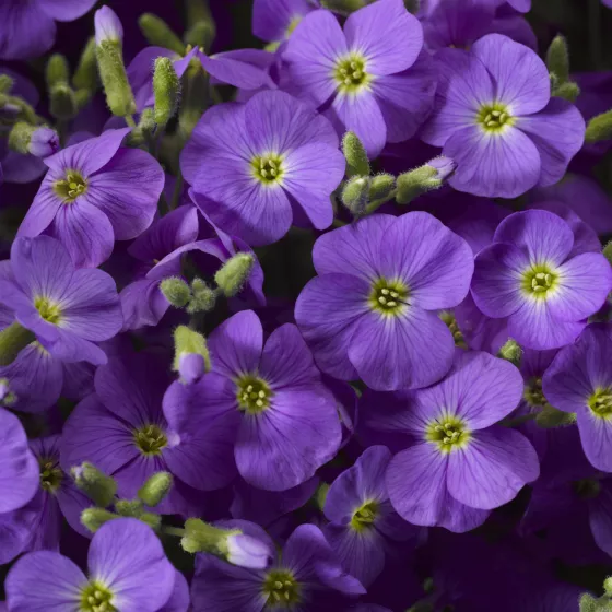 Axcent™ Light Blue | Syngenta Flowers